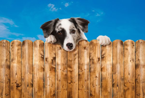 Dog Fence Installation